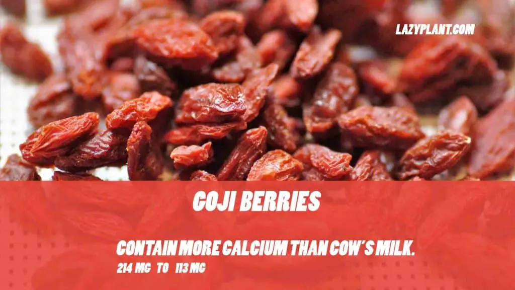 Goji berries are rich in calcium