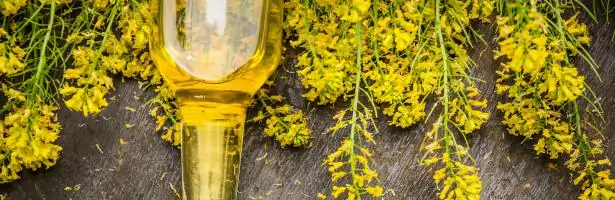 Is canola oil a healthy vegetable oil?