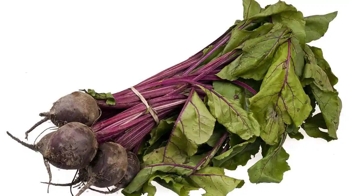 Beetroot leaves aren't poisonous.