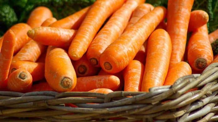 How much fiber in carrots? Are carrots good for weight loss and diabetics?