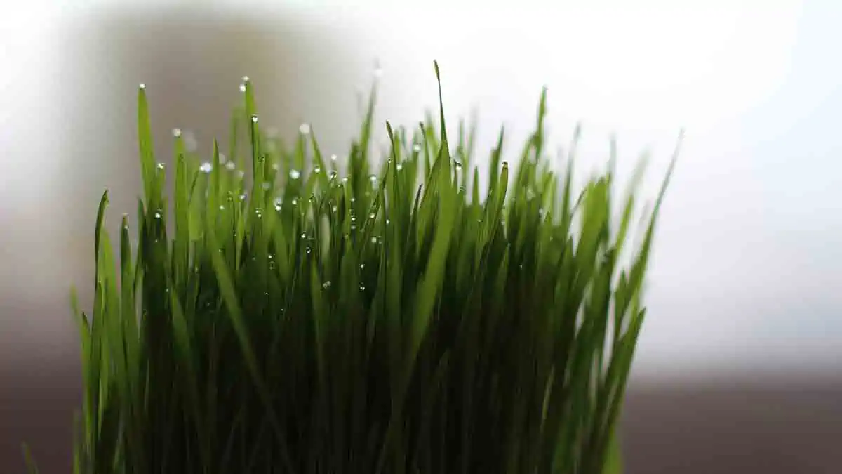 Dangers and side effects of wheatgrass