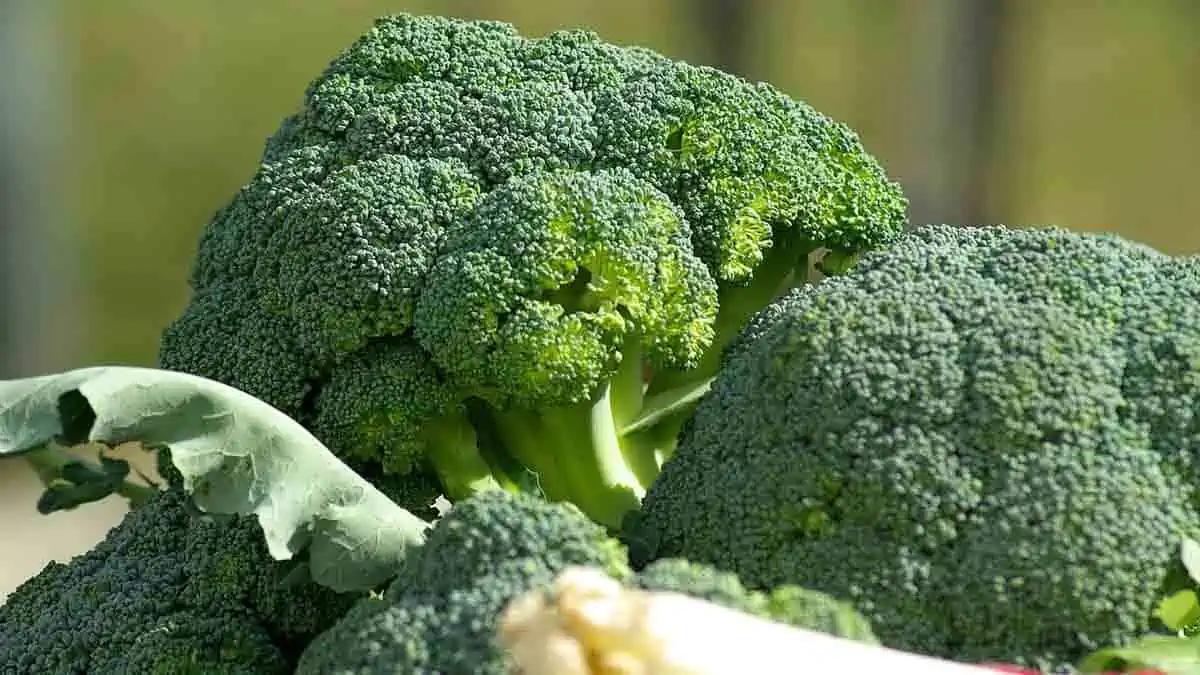 How much vitamin C in broccoli?