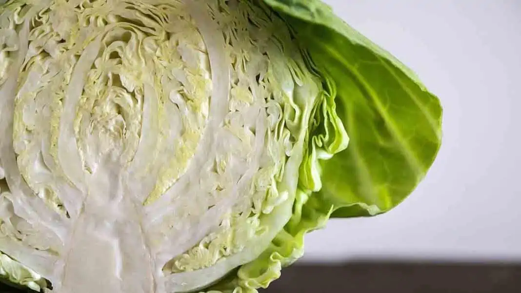 Can cabbage help me lose weight fast?