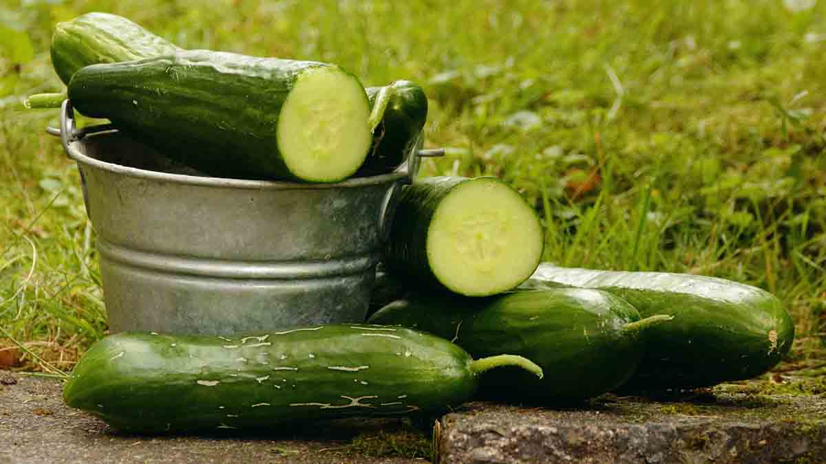 electrolytes in cucumber