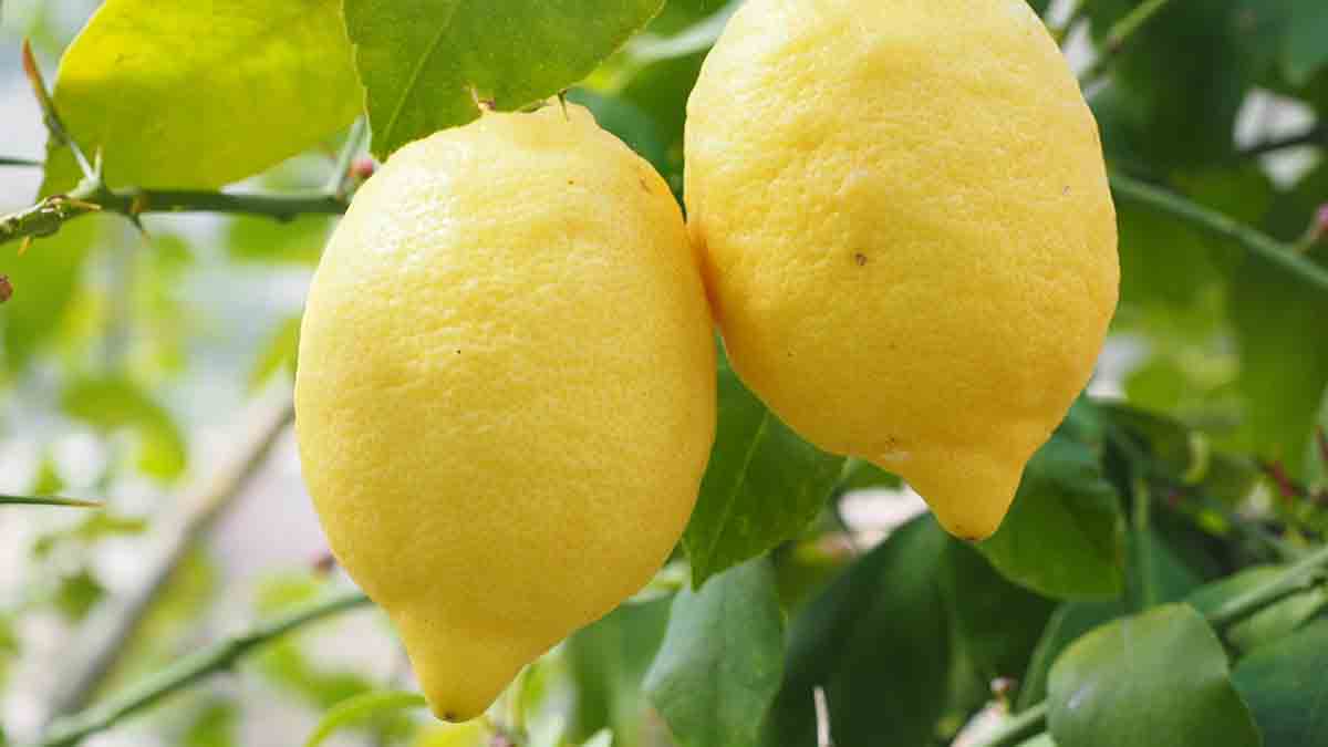 Is lemons and lemon juice rich in vitamin C?