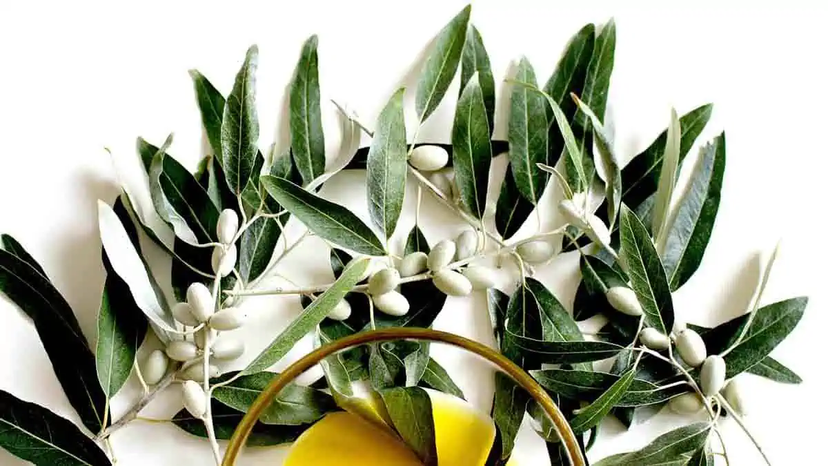 Can olive leaf extract boost the immune system? What are the health benefits?