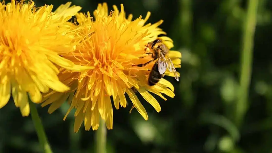 the-dangers-of-dandelion-leaves-beware-of-the-sharp-edges