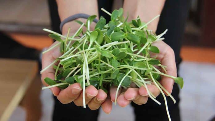 Health benefits of microgreens.
