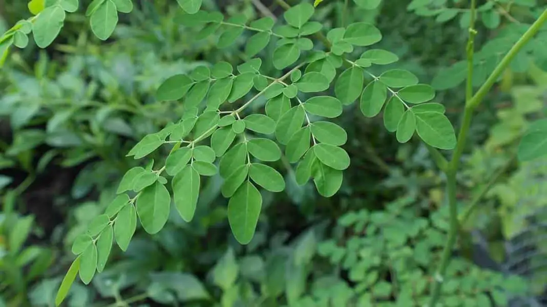 moringa-powder-is-the-best-food-supplement-for-your-eyesight