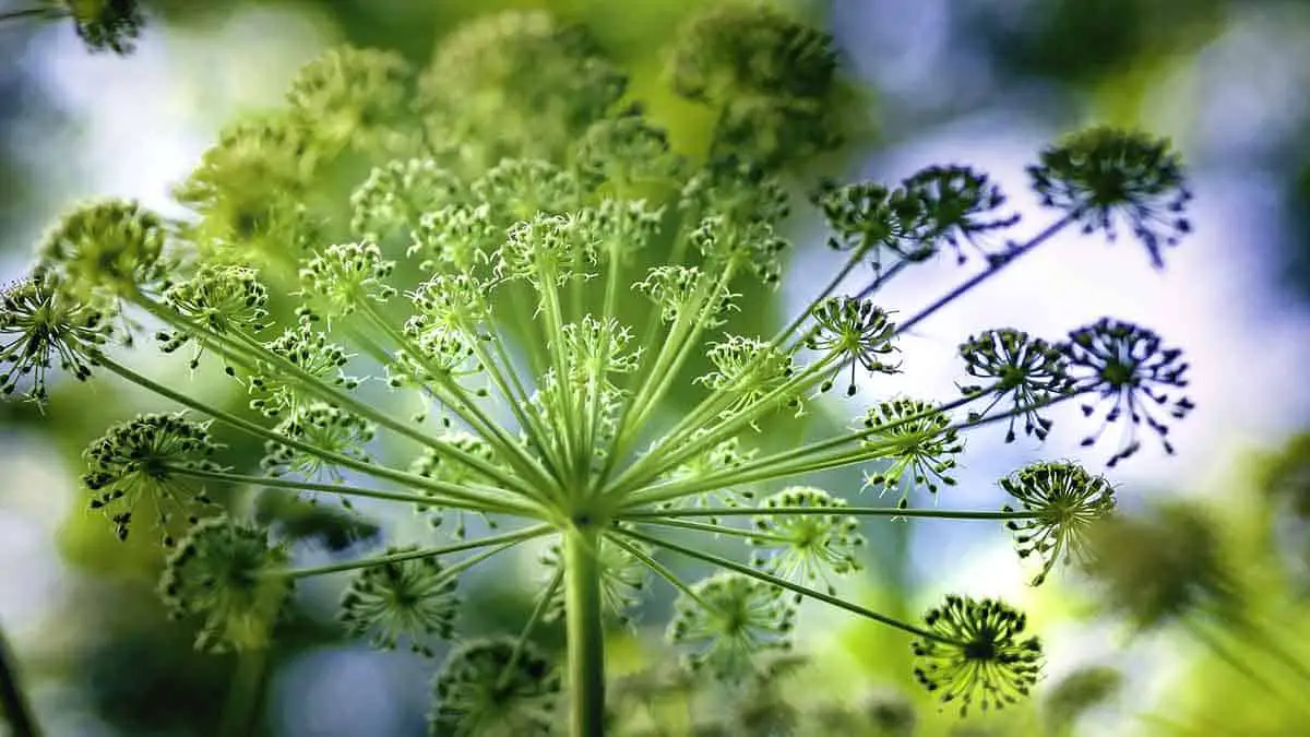Uses and health benefits of angelica essential oil.