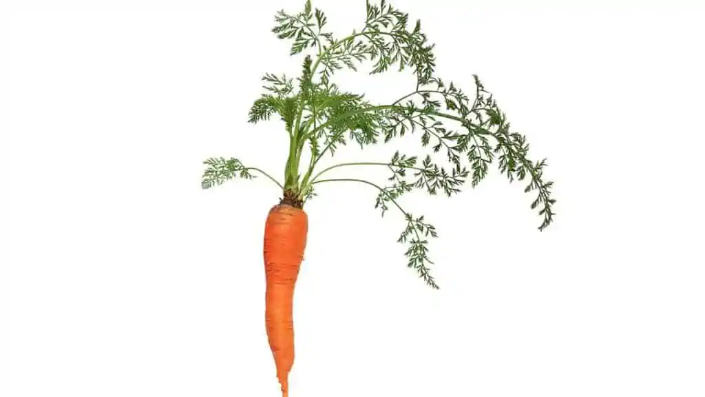 Are carrot leaves edible? What's their nutritional value?