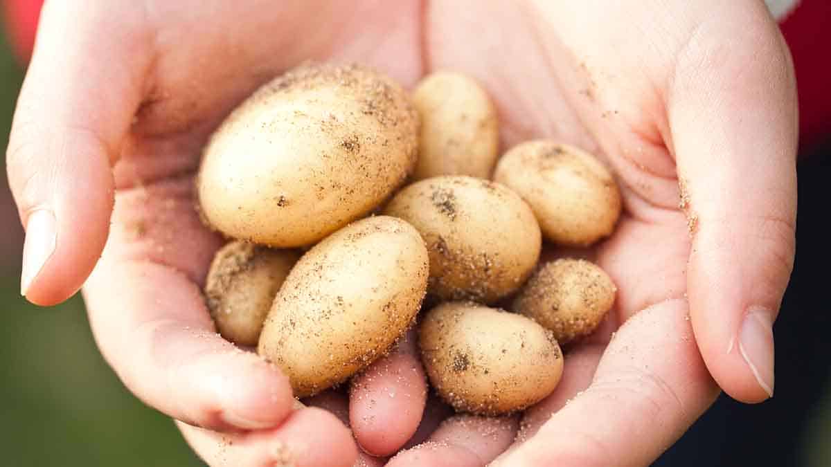 The only way to cook potatoes to lose weight!