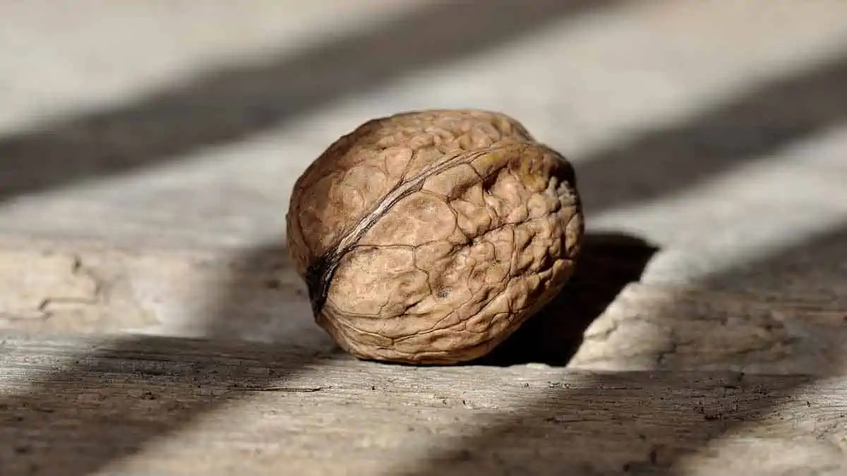 Are walnuts good for brain health?