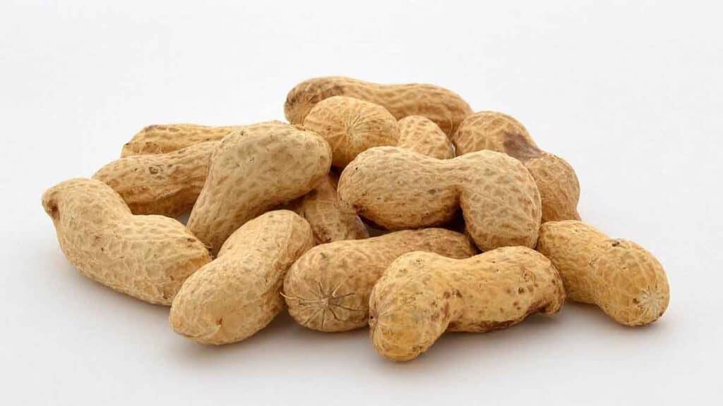 Best nuts & seeds for protein! LazyPlant