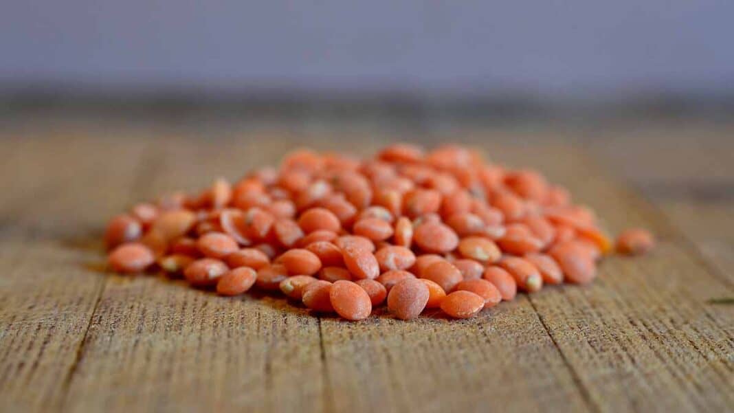 Can lentils make me gain weight? - LazyPlant