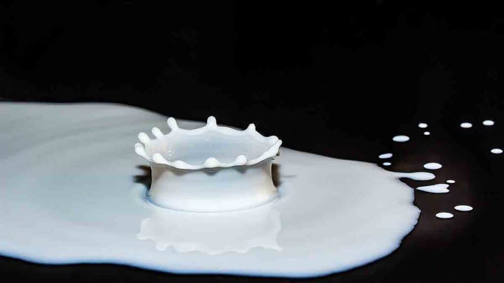 Does milk & dairy make you gain weight? LazyPlant