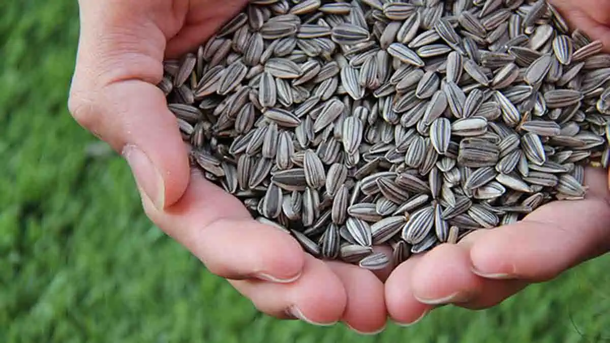 sunflower seeds for vegans