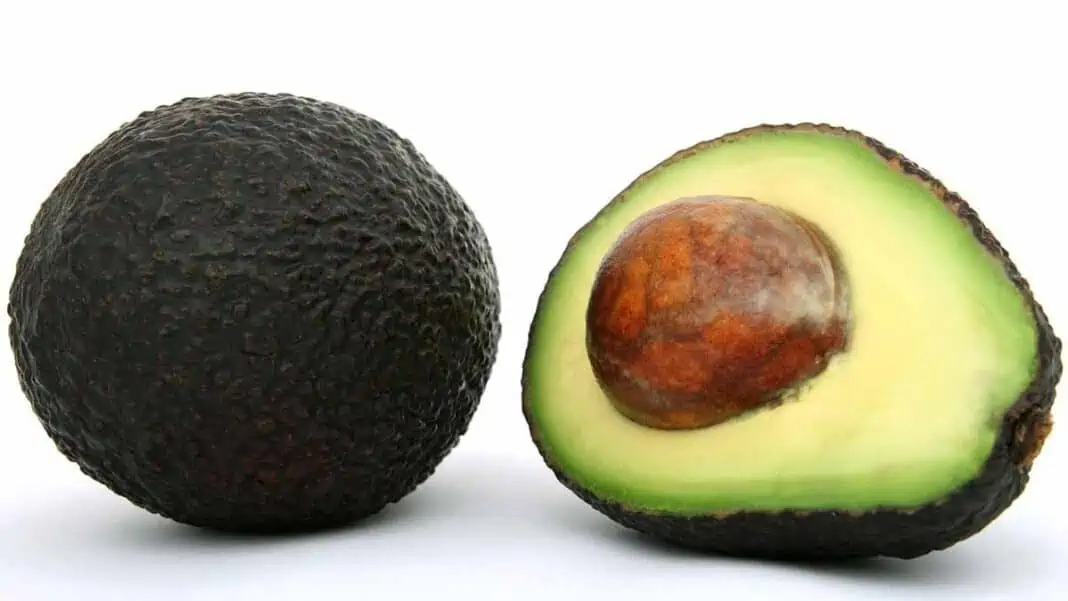 Avocado helps you poop! LazyPlant