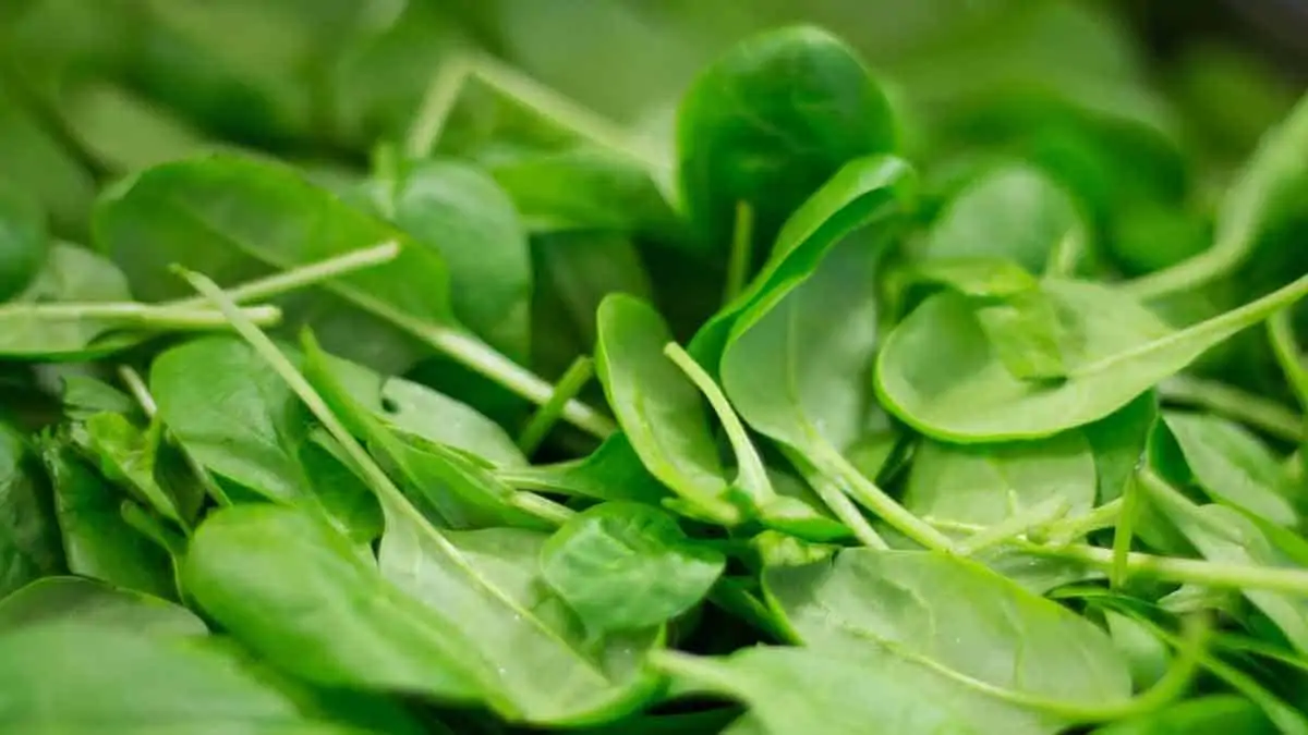 spinach burns belly fat & supports weight loss