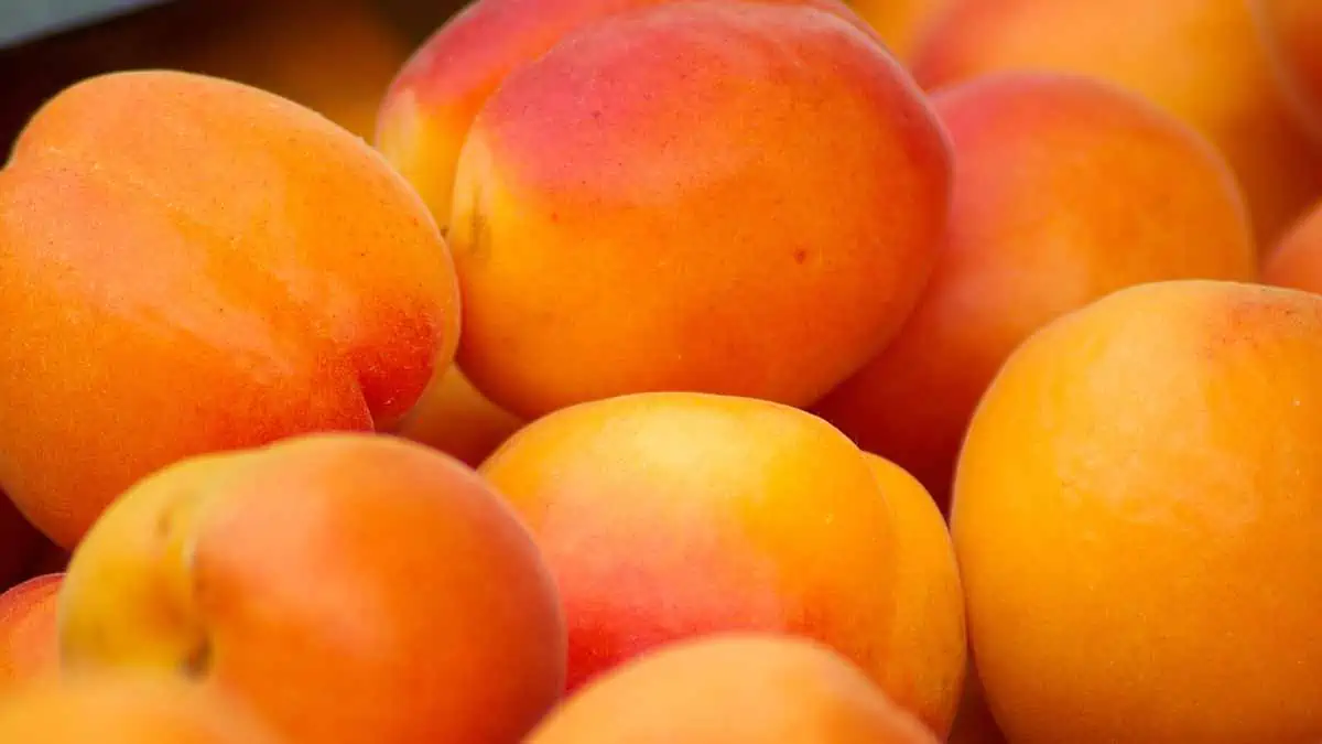 apricots for weight loss