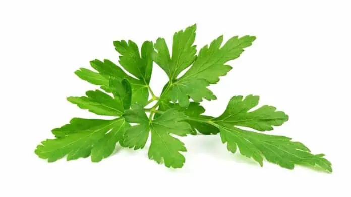 parsley for weight loss