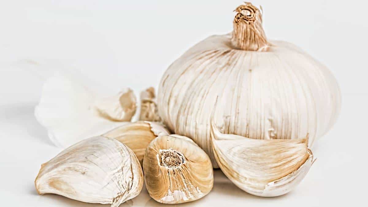 garlic may lower elevated cholesterol levels