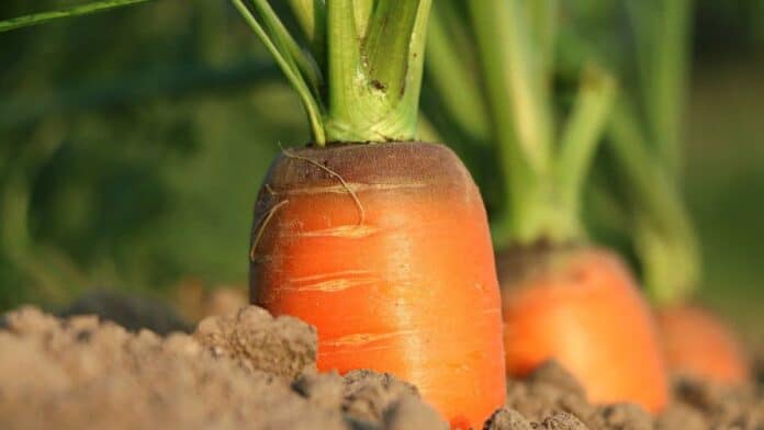 carrots are rich in vitamin A