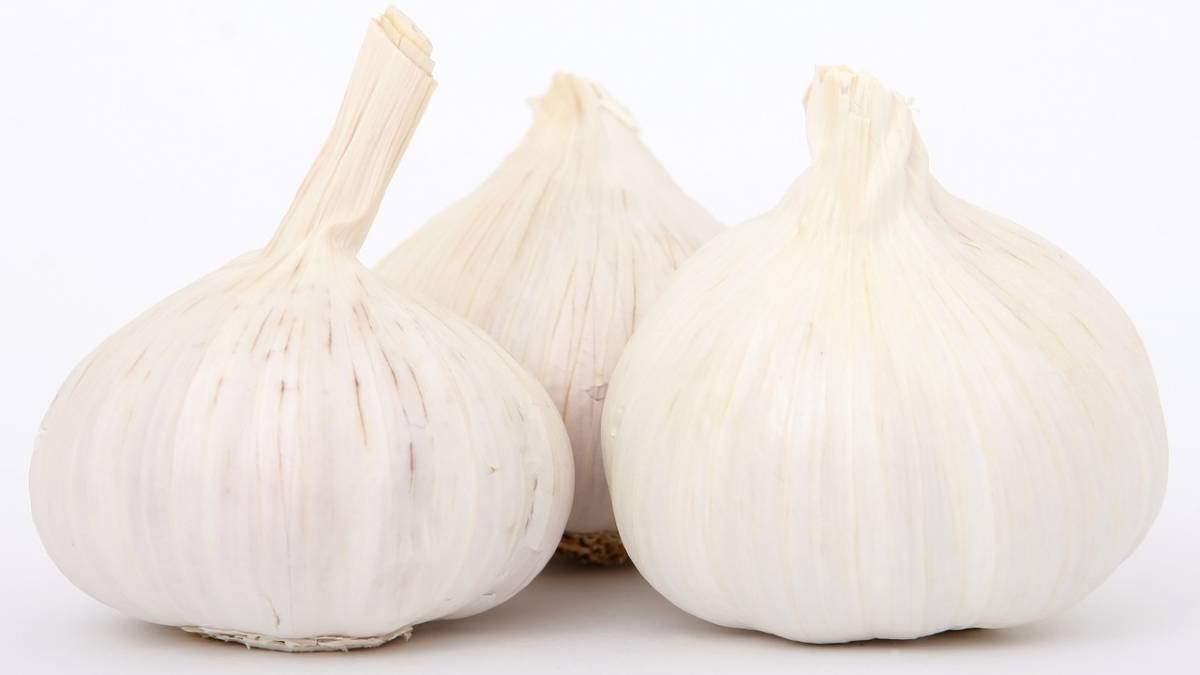 garlic is good for weight loss