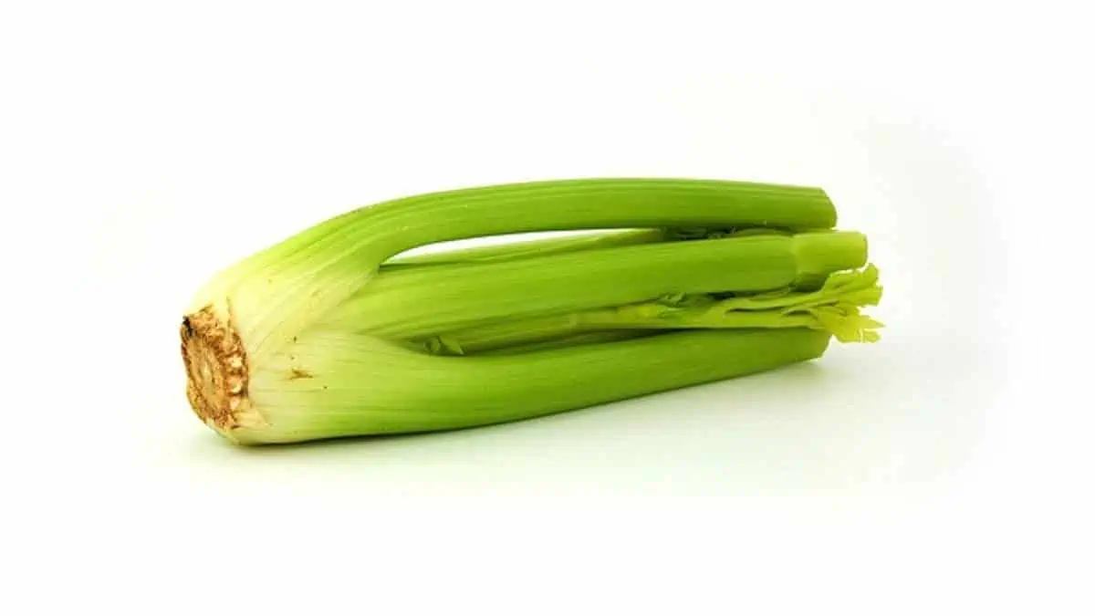 How much fiber is raw celery & celery juice?