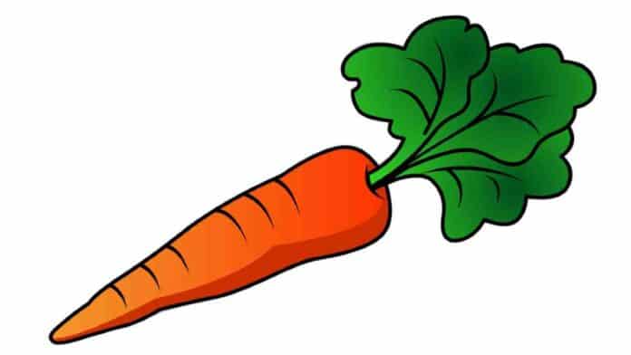 are carrots high in protein?