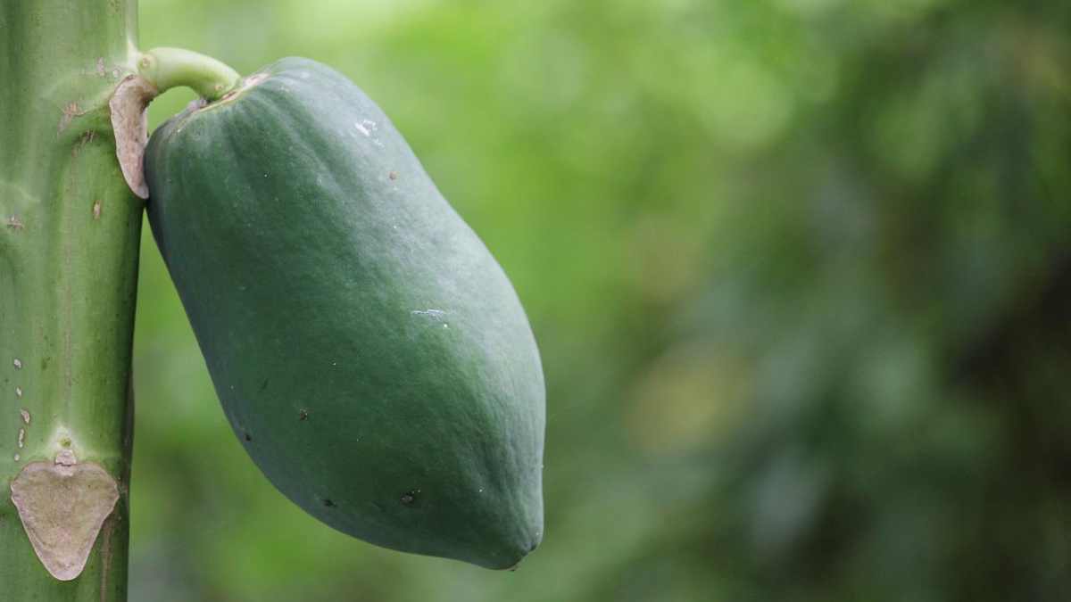 How much vitamin A is in papaya?