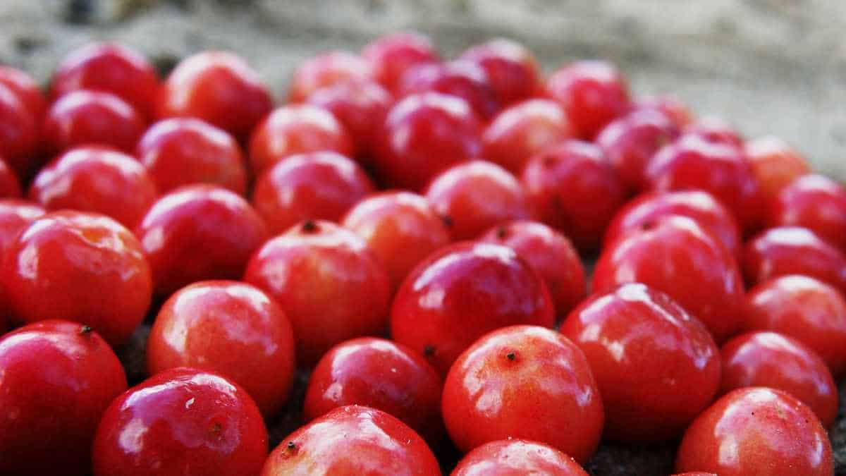 Cranberry juice promotes weight loss, despite its high calorie content.