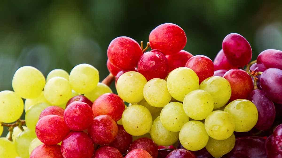 Calorie content of grapes