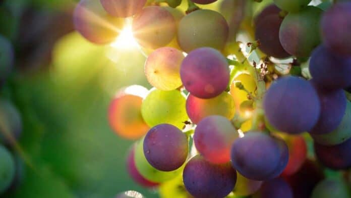 what's the fiber content of grapes?
