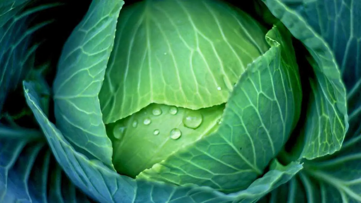 Cabbage is rich in fiber