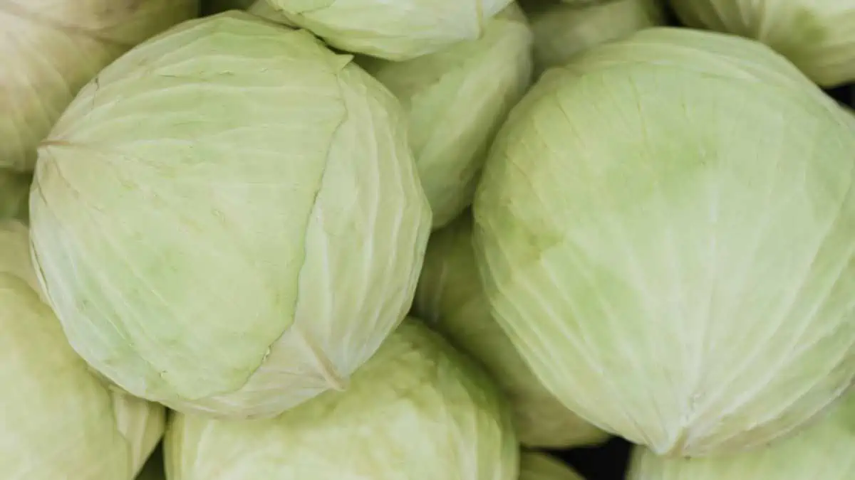 Cabbage is good for weight loss & fat burn.