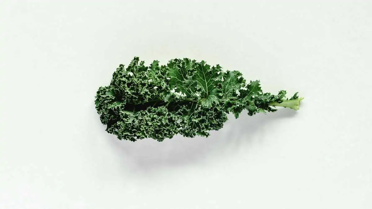 Kale is the perfect food for weight loss.