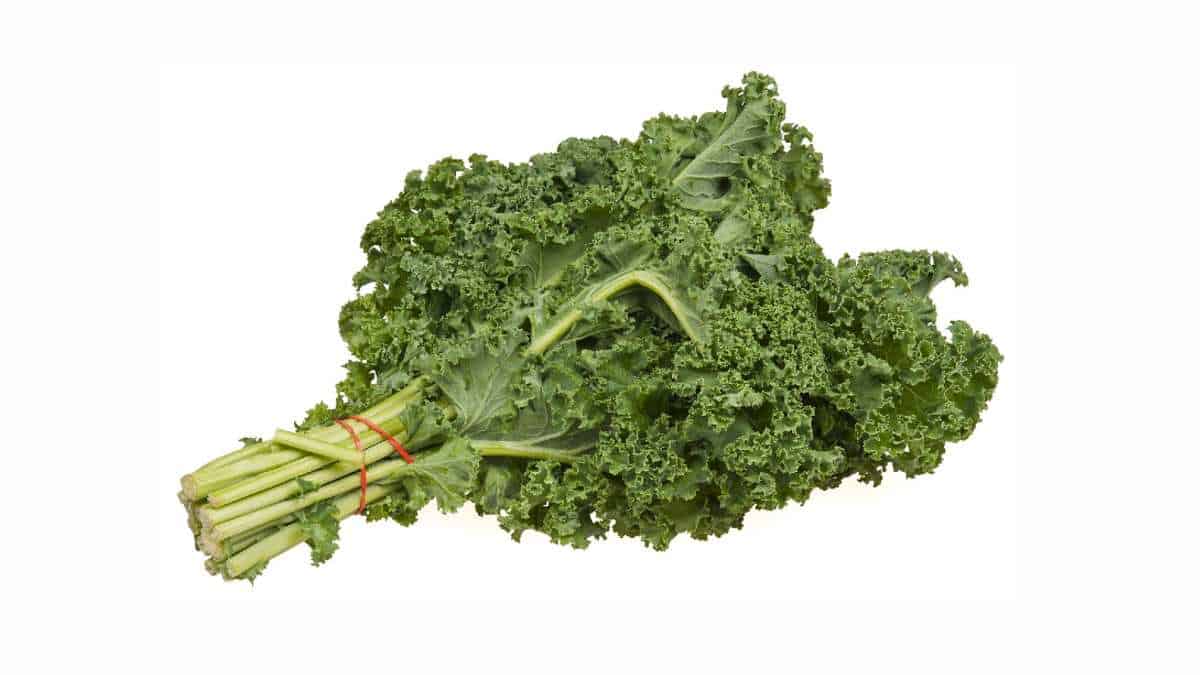 Kale is an excellent dietary source of iron.