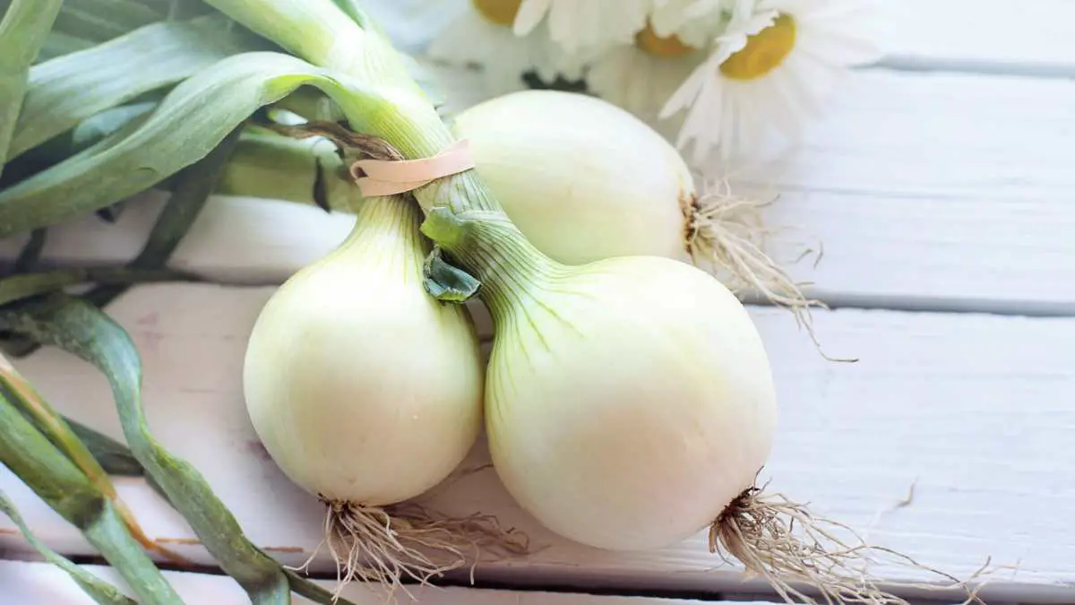 Onions have a medium carbohydrate & sugar content.