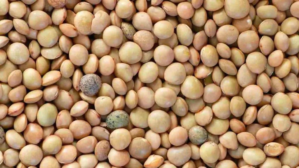 LazyPlant "Let food be thy medicine"