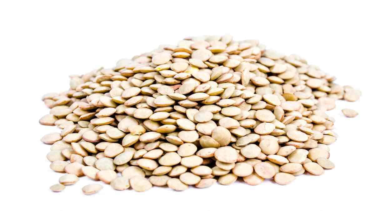 Lentils are rich in protein.