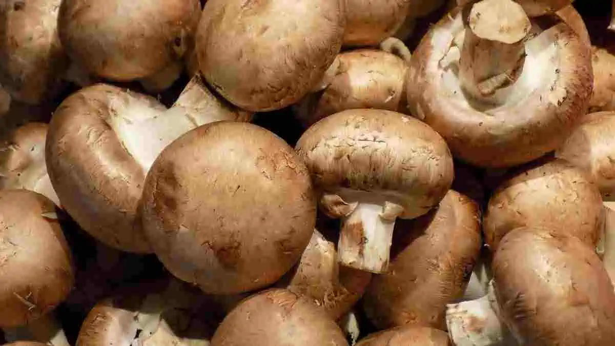 Mushrooms are low in calories