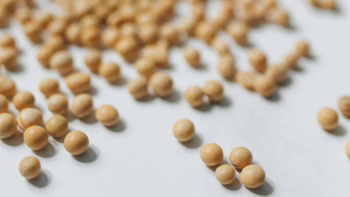 Soybeans are excellent dietary sources of iron.