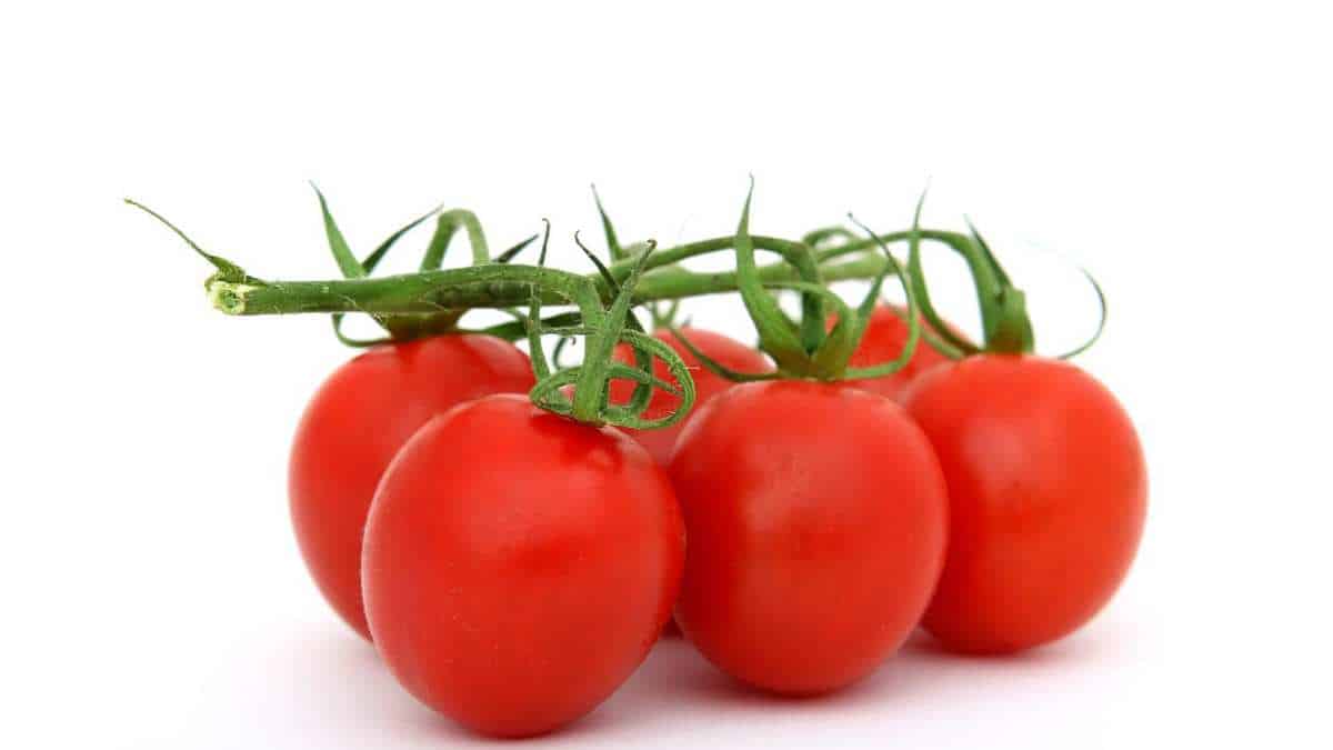 tomatoes are high in fiber!