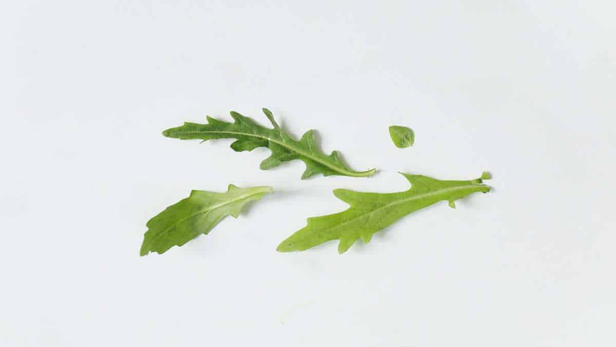 how much fiber is in arugula?