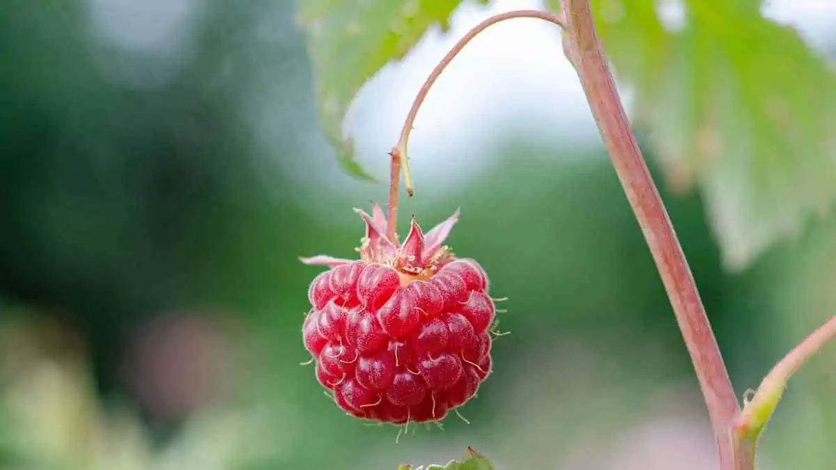 raspberry is good for people with diabetes & people on keto, as it's pretty low in sugar!