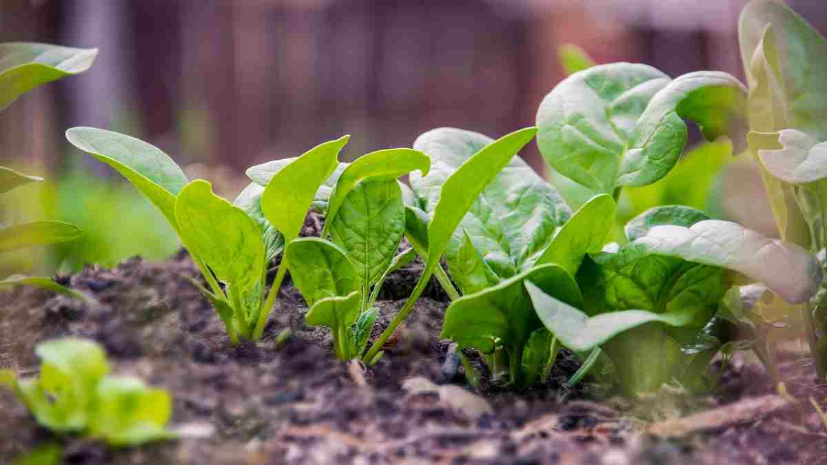 How much magnesium in spinach?