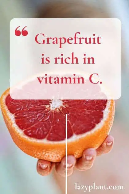 Grapefruit is one of the richest fruits in vitamin C.