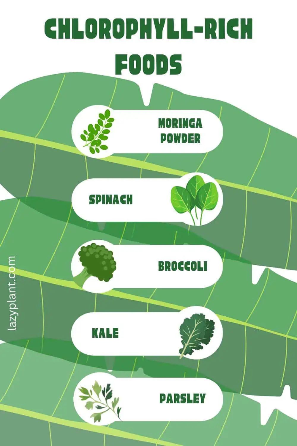 a list with the richest foods in chlorophyll | infographics