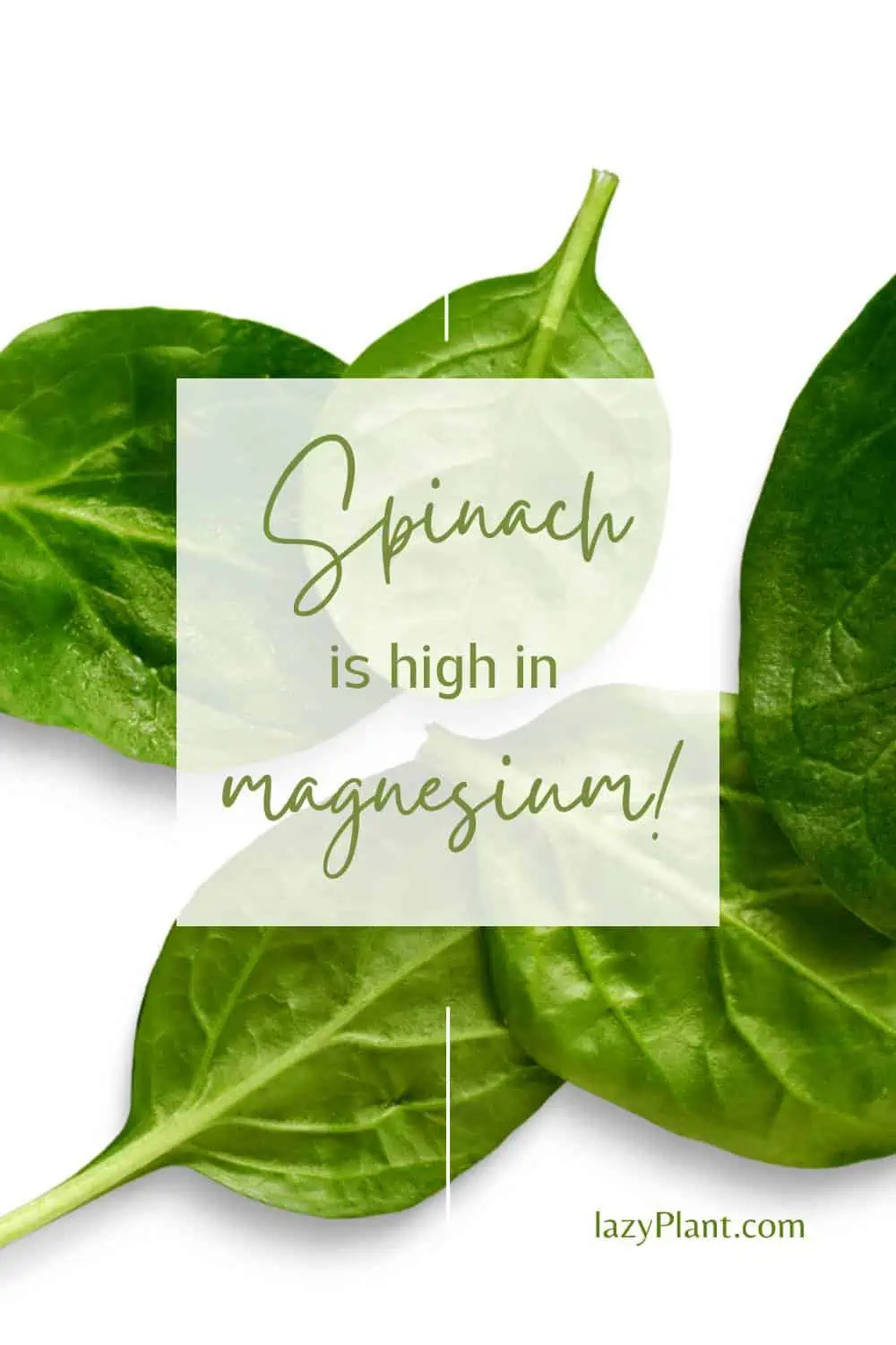 Spinach in one of the best vegan sources of magnesium!